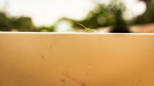 A selective focus shot of a bug on a stone railing