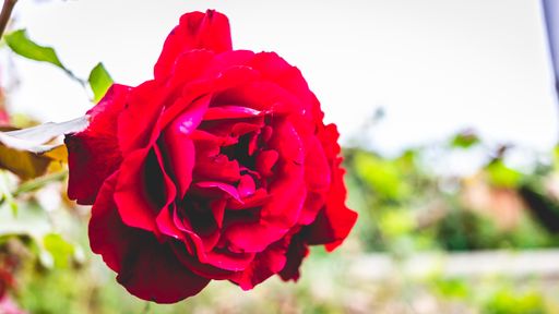 A closeup focus shot of a beautiful Rose flower
