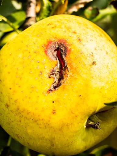 A vertical shot of growing yellow apples on the trees in the garden