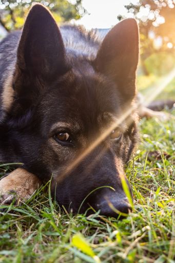 A vertical shot of a German Shepherd dog lying on the grass