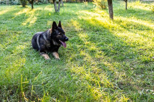 An eye-level shot of a cute purebred black German Shepherd dog lying on a fresh park lawn