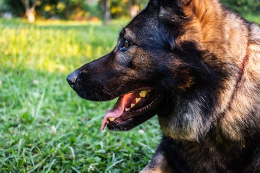 A closeup shot of an adorable German Shepherd dog outdoors
