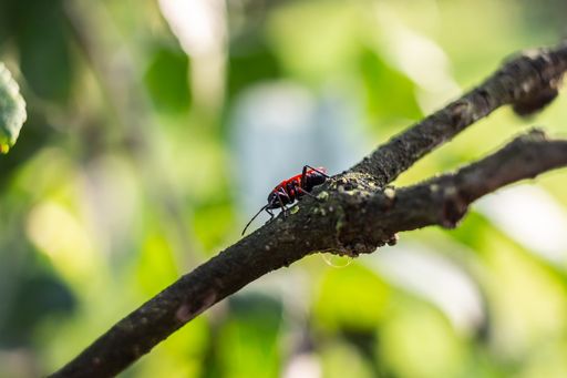 A selective focus shot of an insect on a tree branch in the greenery