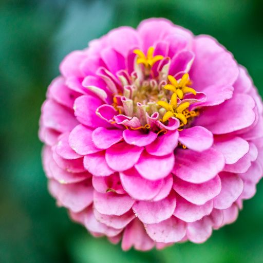 A selective focus shot of a blooming Zinnia flower in the greenery