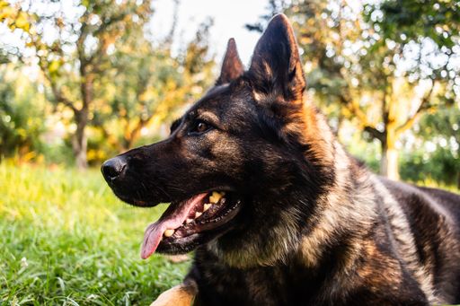 A cute black King Shepherd laying in the middle of the park on a sunny day
