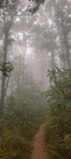 A small narrow path in a forest