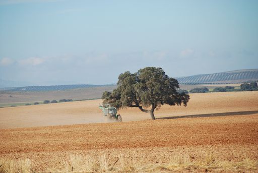 Un arbol en medio de un prado