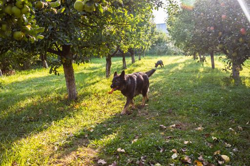 A cute black King Shepherd walking and playing in the park