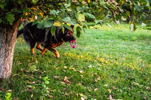 A cute black King Shepherd running in the park while holding a pet toy in his mouth