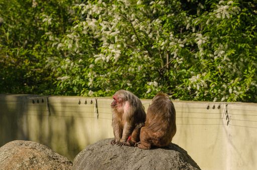 Two monkeys sitting on a rock