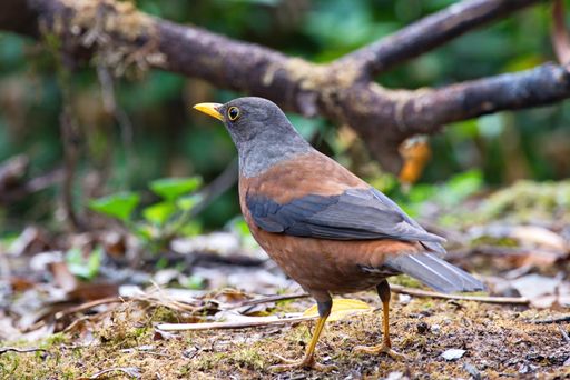 variety of Laughingthrush birds from Thailand
