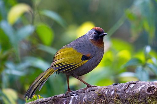 variety of Laughingthrush birds from Thailand