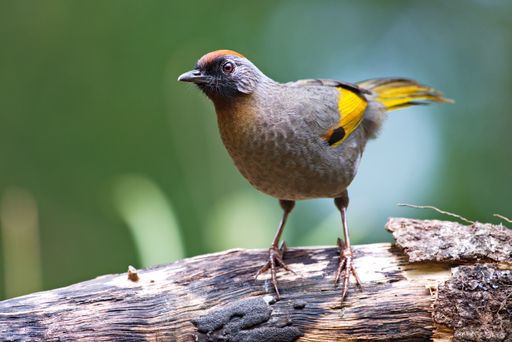 variety of Laughingthrush birds from Thailand
