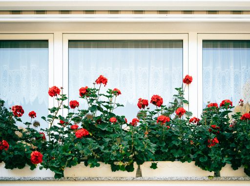 A close shot of flowers pots with red roses near the window