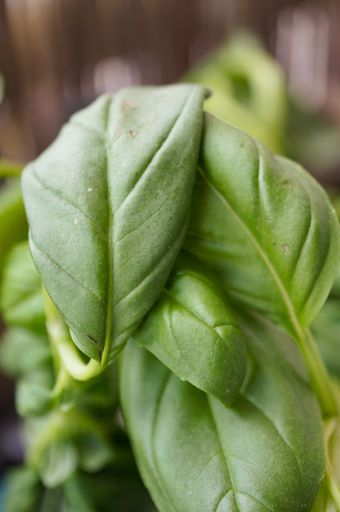 A close up shot of green leaves of a plant