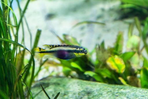A closeup shot of a fish on blurred background