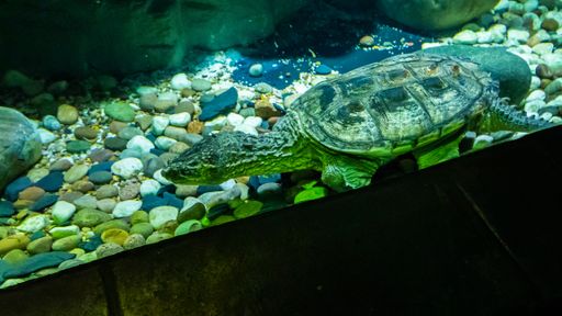 A closeup shot of red-eared slider