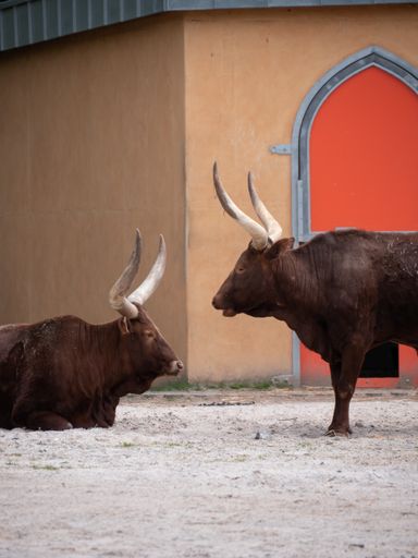 A vertical shot of two Ankole-Watusi bulls outdoors