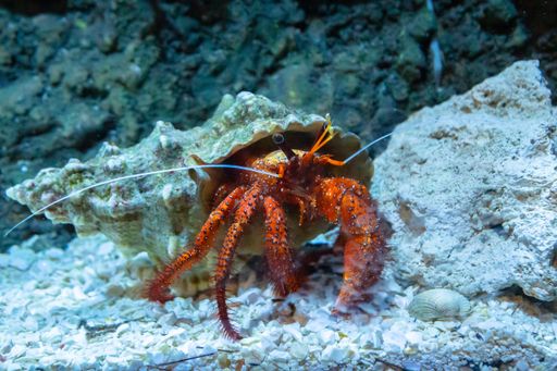 A closeup shot of hermit crab on the sea