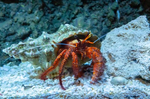 A closeup of a Hermit crab in the aquarium
