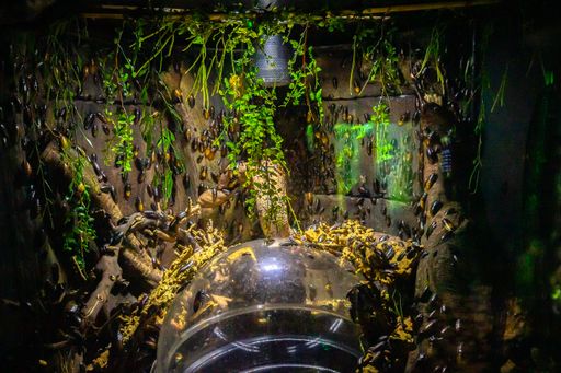 A closeup of the terrarium with beetles and termites