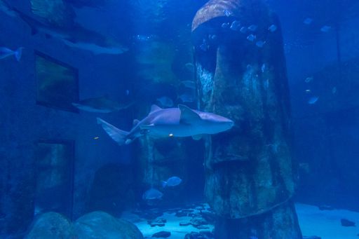 A closeup of a Tiger shark swimming in the aquarium