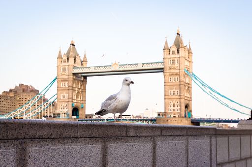 A closeup of a gull on a background of Tower Bridge in London, UK