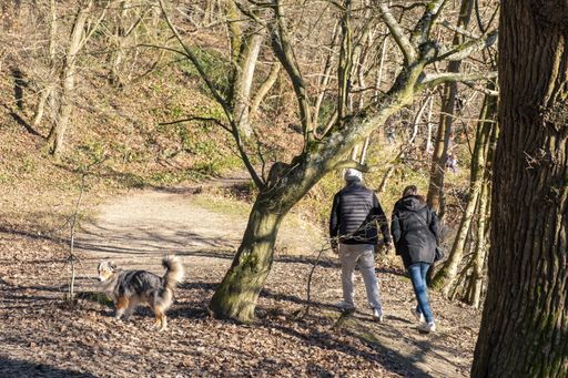A couple in winter coats walking with their dog in the forest