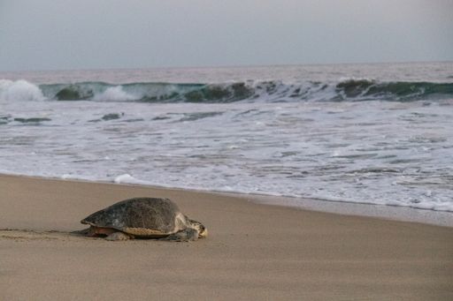 A turtle on her way back after laying eggs on the Oaxaca coast, Mexico