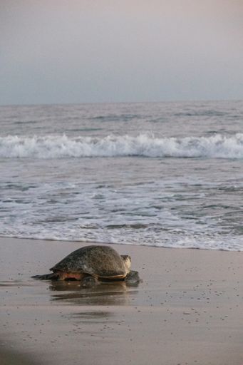 A turtle on her way back after laying eggs on the Oaxaca coast, Mexico