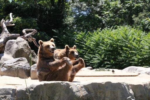 Two brown bears sitting on a stone in the zoo