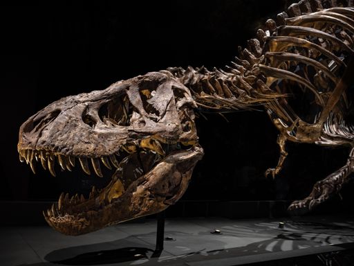 A Tyrannosaurus rex skeleton in the National Museum of Antiquities in Leiden, the Netherlands