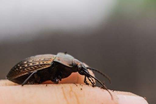 A closeup shot of a black beetle on a person's finger