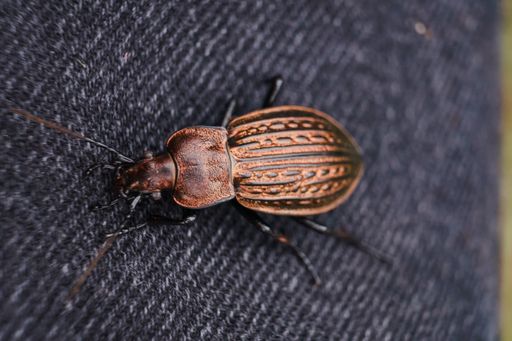 A closeup shot of a beetle walking on a smooth surface