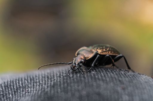 A closeup shot of a beetle walking on a smooth surface