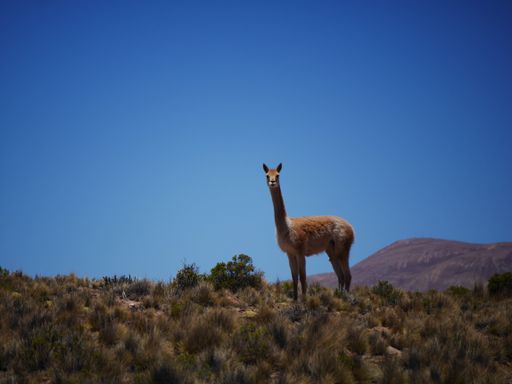 A llama standing in a shrubland against the cloudless sky with copy space