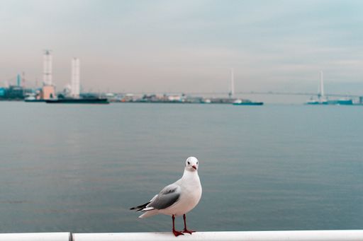 A selective focus shot of a seagull with an ocean in the background