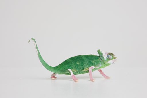 A closeup of veiled chameleon on a white background