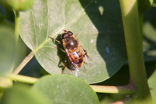 A closeup shot of worker bee standing on a caper leaf