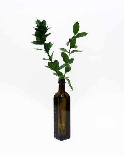 A closeup of a plant in a bottle isolated on a white