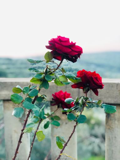 A closeup of beautiful red roses growing in a garden