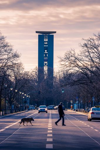 A vertical shot of a person and dog passing the road during sunrise
