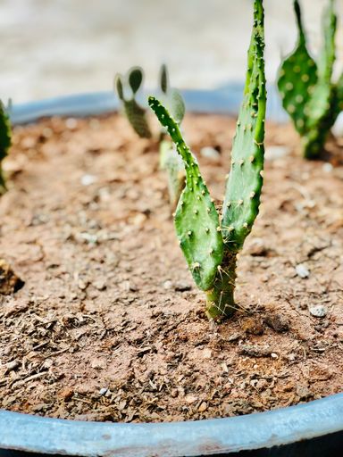 A closeup of a potted cactus growing in a garden