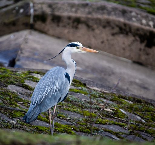 A selective focus shot of a heron on the grass