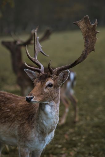 A vertical shot of a Roe deer in a forest