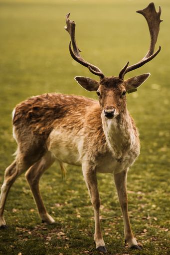 A vertical shot of a Roe deer in a forest