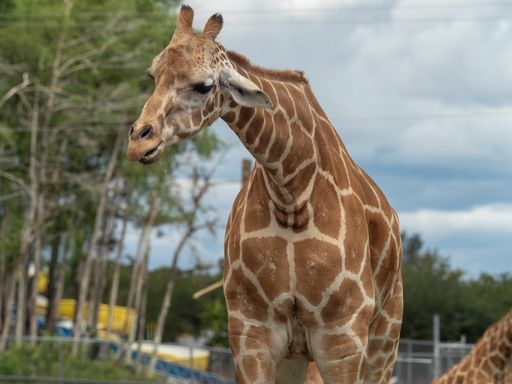 A closeup of a giraffe at the zoo with a blurry background
