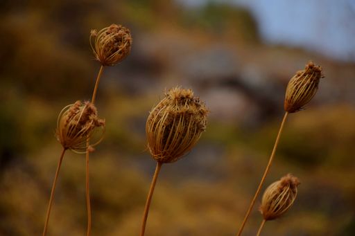 A closeup shot of a plant ochre in Greece