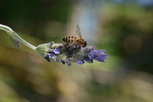 A vertical shot of a bee harvesting the pollen from the lavender