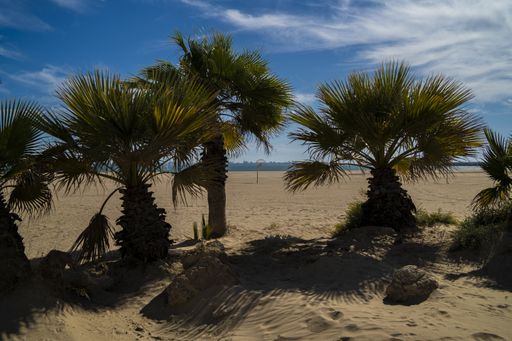 A beautiful small palm trees on a sandy beach with a cloudy blue sky in the background